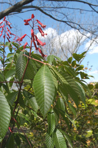 Red buckeye leaves
